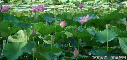 有关微尘的句子