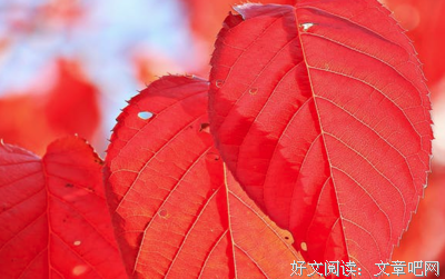 倚风的句子
