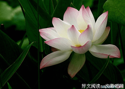 《初曼》的句子