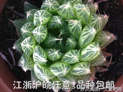 説蓝姬颜好词好句