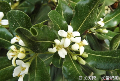 描写成竹在胸的经典句子