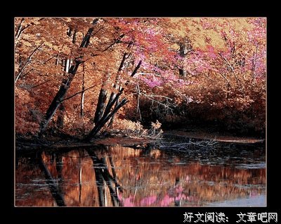 Kido收藏馆 | 聆听大自然，治愈你的焦虑