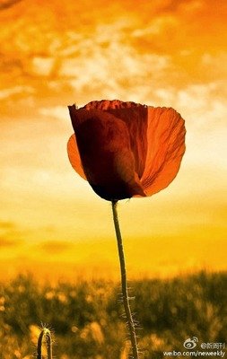 关于莉叶·芭贝里的语句