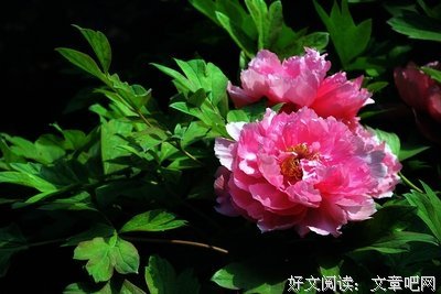 关于魏紫的唯美语录