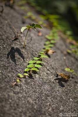 三水小草名言大全