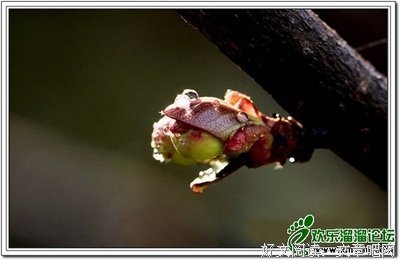 有关菩提的句子