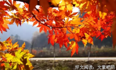 关于伊雪枫叶名言大全