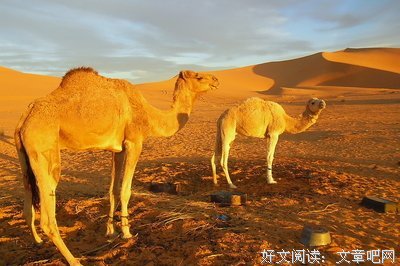 《撒哈拉》经典观后感10篇