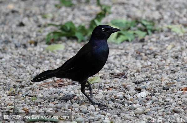 Bye Bye, Blackbird—再見，黑鳥读后感10篇