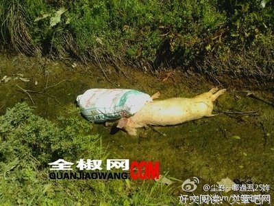 心若止水的句子