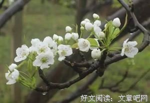 汪曾祺：你在花里，如花在风中