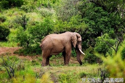 《荒野寻踪》观后感精选10篇
