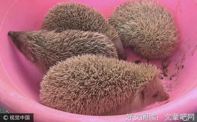 盲刺客的读后感10篇
