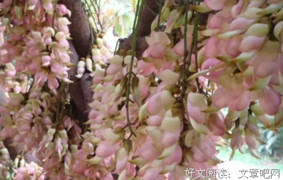 朱雀花，莲花姜 | 徐迅