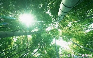 什么叫“竹子定律”