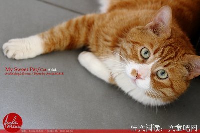 最新的微笑的猫名言警句