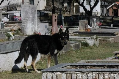 主人去世，忠犬随之一夜消失，11年后真相大白！
