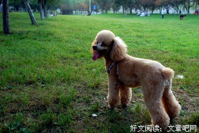 最新的《深海里的星星》经典语句大全