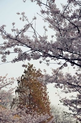 「叔声」主动久了没有回应，那就放弃吧
