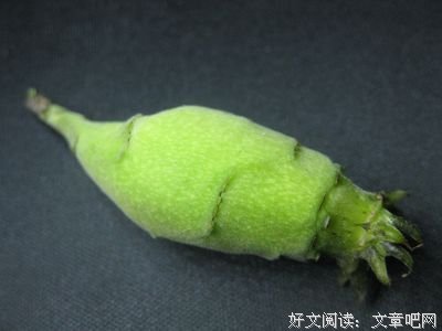 巴豆的句子