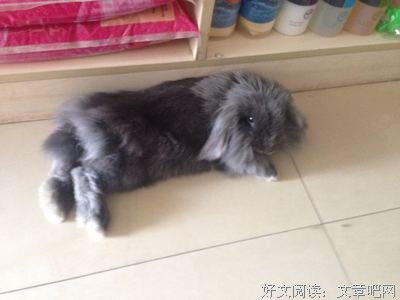 “养宠物是怎样的一种体验？”