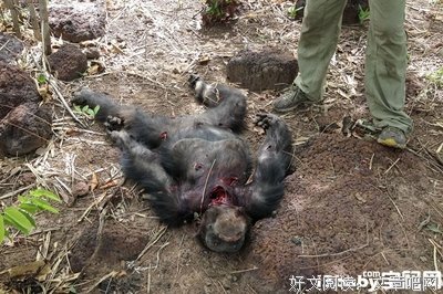 《猩猩王》影评精选10篇
