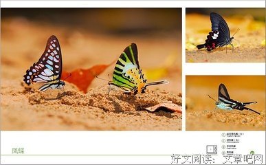 《酷虫视界》的读后感10篇