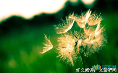 蒲公英句子