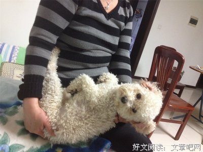 关于黄犬名言名句