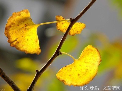 风流书呆的名言