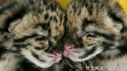 最全的《关于暗恋的句子》经典语句大全
