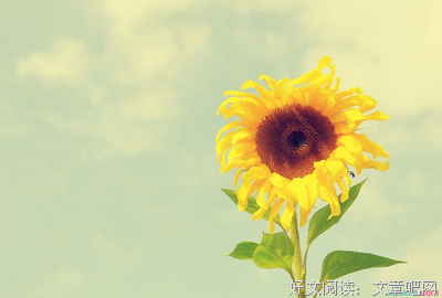 最全的《四月是你的谎言》名句欣赏大全