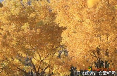 秋雨的优美句子
