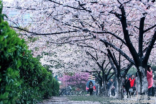 关于花开时节又逢君的句子