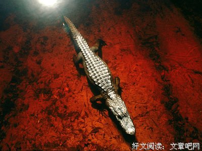 有关弗诺·文奇精彩语录