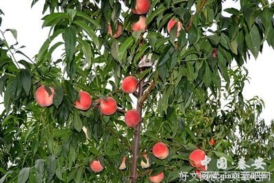 《潘醉余桃》的句子