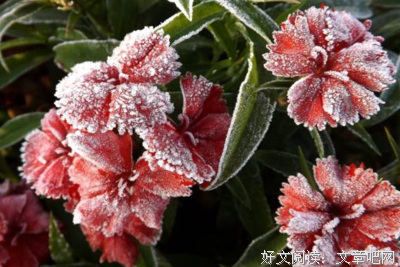 关于疾疾的语句