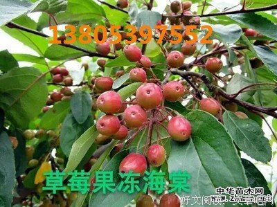 草莓果果冻名言