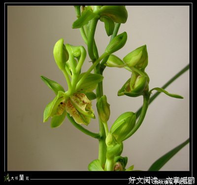 《白玫瑰》观后感10篇