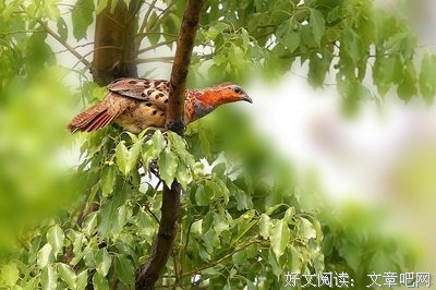 不鸣则已句子大全