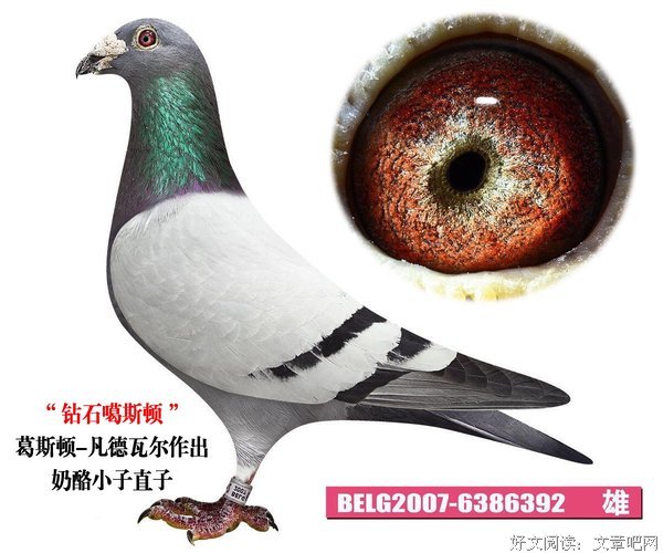 关于直子的名言