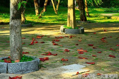 安静的蝉