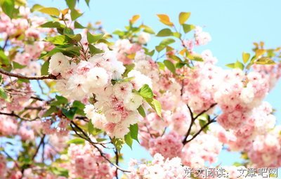 有关风流的美句摘抄