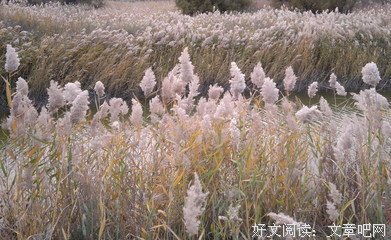 关于德富芦花名言名句