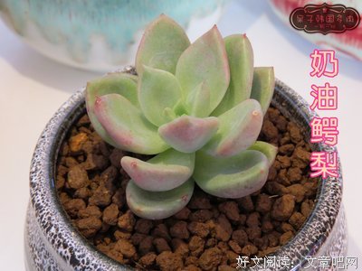 《大萝卜和难挑的鳄梨》经典句子大全