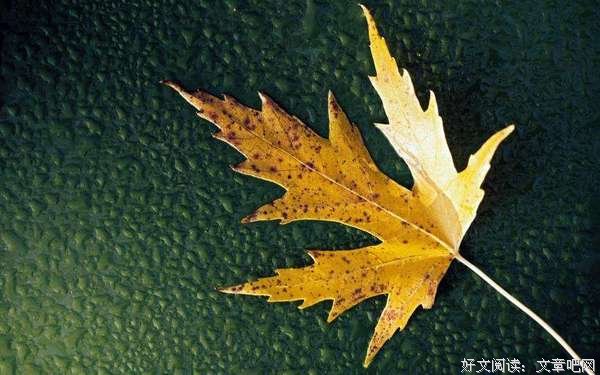 一叶知秋，人淡如菊