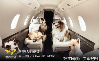 你又不是宠物 为什么让别人养你