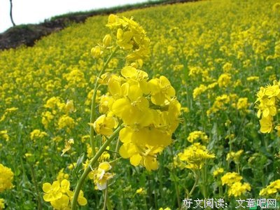关于防弹少年团的优美句子