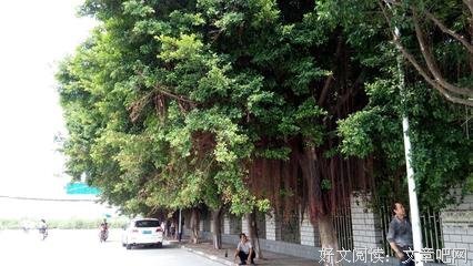 关于有认木的句子