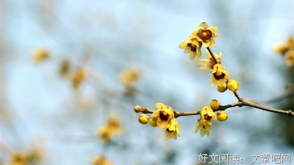 关于叶大的语句